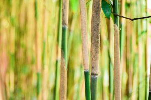 bamboo-paille